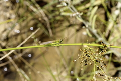 Leptysma marginicollis