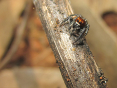 Trydarssus nobilitatus