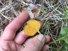 Rossmanomyces pyrolae