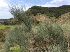 Ephedra distachya
