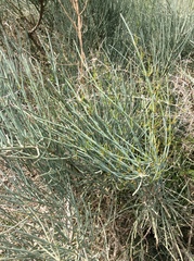 Ephedra distachya