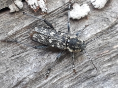 Xylotrechus rusticus