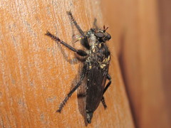 Pritchardia hirtipes