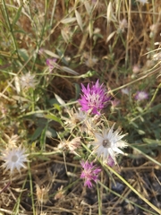 Centaurea crocodylium