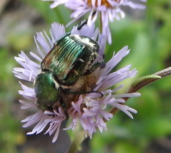 Trichiotinus lunulatus