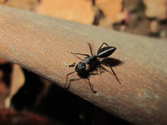 Camponotus morosus