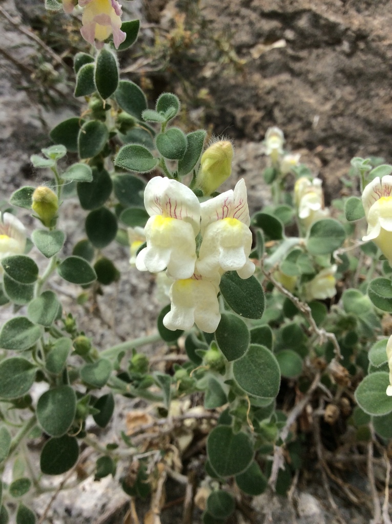 Antirrhinum molle
