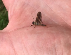 Ecdyonurus torrentis