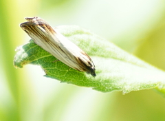 Eucosma radiatana