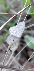 Idaea obfusaria
