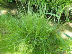 Carex vulpina