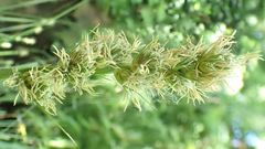 Carex vulpina