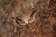 Digrammia subminiata