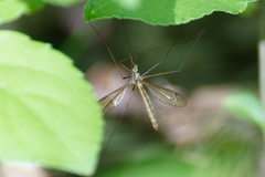 Tipula bicornis