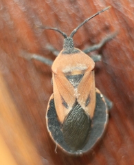 Brachytes bicolor