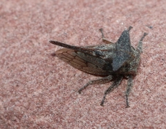 Oxyrhachis