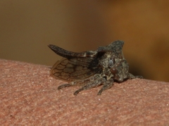 Oxyrhachis