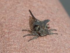 Oxyrhachis