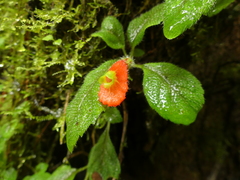 Pachycaulos nummularia