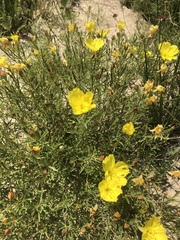 Oenothera serrulata