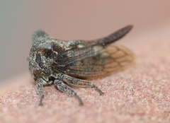 Oxyrhachis