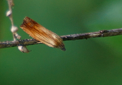 Eucosma umbrastriana