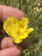 Oenothera serrulata