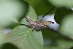Philereme vetulata