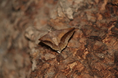 Digrammia subminiata