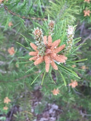 Pinus banksiana image