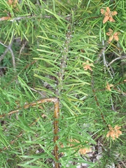 Pinus banksiana image