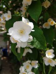 Philadelphus coronarius