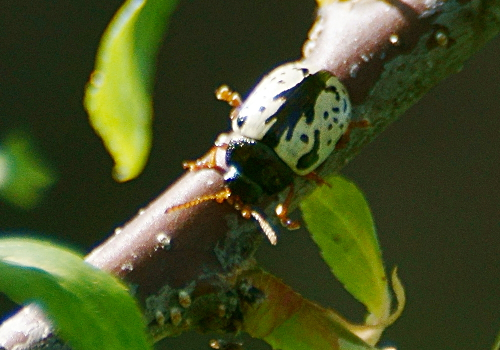 Calligrapha pruni