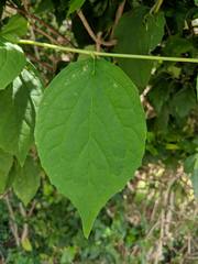 Philadelphus coronarius