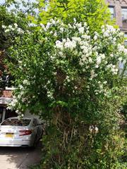 Philadelphus coronarius
