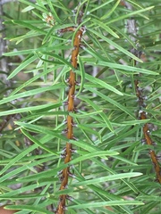 Pinus banksiana image