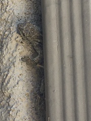 Sceloporus occidentalis