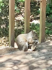 Sciurus carolinensis