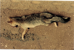 Lycalopex vetulus