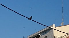 Columba livia domestica
