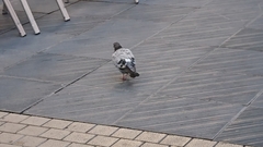 Columba livia domestica