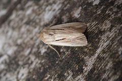 Leucania comma