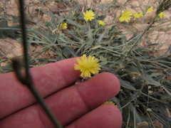 Launaea procumbens