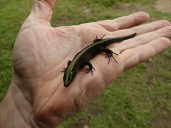 Green-Headed Shade Lizards photo 5