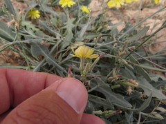 Launaea procumbens