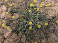 Launaea procumbens