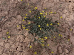Launaea procumbens