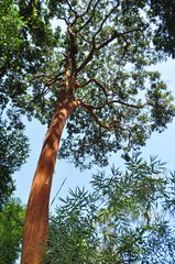 Eugenia multicostata