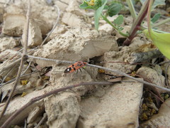 Spilostethus longulus