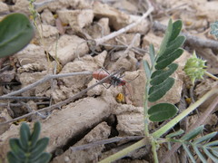 Spilostethus longulus